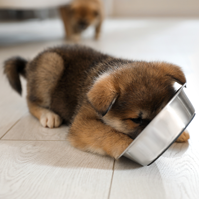 themenwelt bubblenavi welpe 412x412